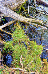 Detailed view of a tree trunk on a lake shore with green grass.