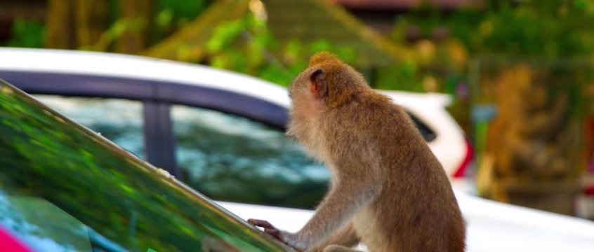Macaca fasciculari sit on a car and trying put up something behind the car glass on the sunset nice saturated shot