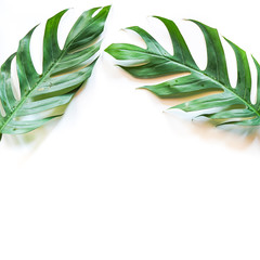 Flat lay of Green tropical Monstera leaf on white background with copy space