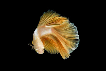 Close up Siamese fighting fish betta splendens (Halfmoon gold dragon betta ) isolated on black background. long fins and tail.  action fish splendens with clipping path.