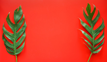 Fototapeta na wymiar Flat lay of Green tropical Monstera leaf on red background with copy space