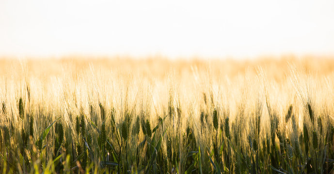 Cereal field. Agriculture farm and farming concept. Copy spase
