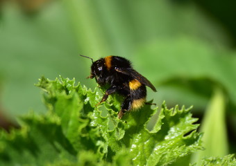 A detail of fluffy hairy bumblebee bee sitting on a green leaf
