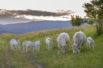White cows, region Spis, Slovakia