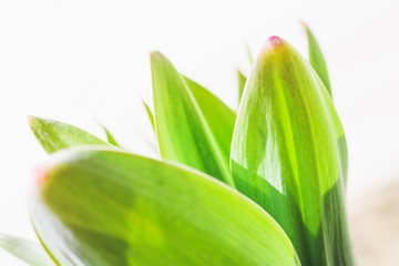 Green leaves of garlic close-up on a white background.