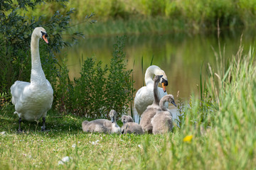 Swan family
