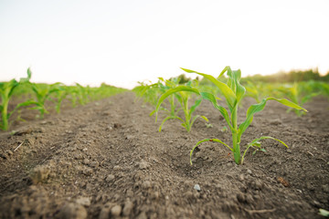 view of lines of young corn shoots on big field
