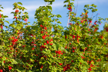 ripening red currants with blue sky