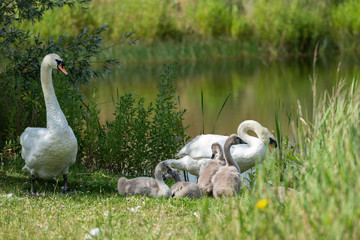 Mute swan family.