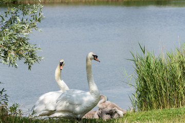 Swans at the side of a lake.