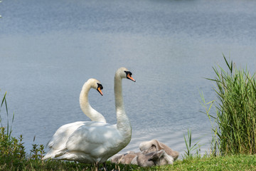 Fototapeta premium Lake side with a swan family.