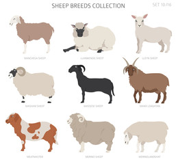 Sheep breeds collection 10. Farm animals set. Flat design
