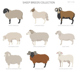 Sheep breeds collection 1. Farm animals set. Flat design