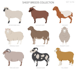 Sheep breeds collection 12. Farm animals set. Flat design