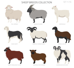 Sheep breeds collection 11. Farm animals set. Flat design