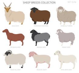 Sheep breeds collection 13. Farm animals set. Flat design - obrazy, fototapety, plakaty