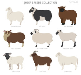 Sheep breeds collection 14. Farm animals set. Flat design