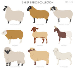 Sheep breeds collection 15. Farm animals set. Flat design - obrazy, fototapety, plakaty