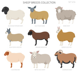 Fototapeta premium Sheep breeds collection 4. Farm animals set. Flat design