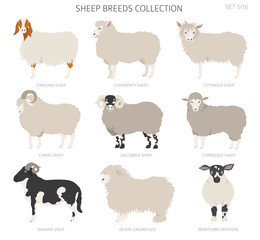 Sheep breeds collection 5. Farm animals set. Flat design