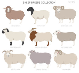 Sheep breeds collection 6. Farm animals set. Flat design