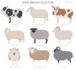 Sheep breeds collection 7. Farm animals set. Flat design