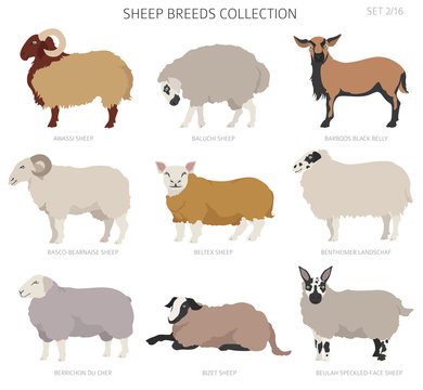 Sheep breeds collection 2. Farm animals set. Flat design