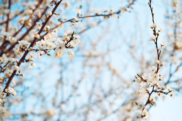 Spring flowering trees with white flowers in the garden against the blue sky, copy space. Spring background