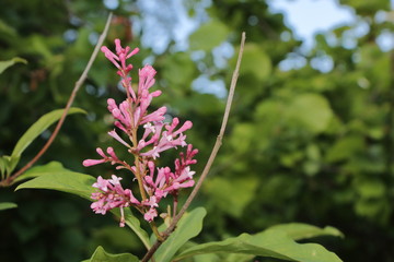 pinke blüten von einem gartenbusch im frühling