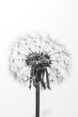 black and white close up of a beautiful dandelion 