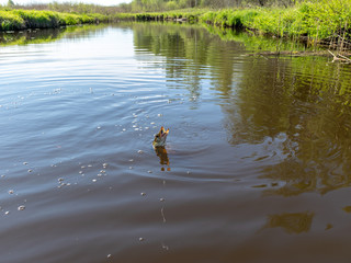 pike head with bait closeup, pike with bait close-up,  angling predator fish, spinning rod fishing.