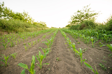 view of lines of young corn shoots on big field