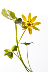 Marsh marigold (Caltha palustris) - front  view of a beautiful marsh marigold flower isolated on white background