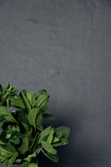 composition of fresh mint on a dark background