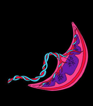 Placenta