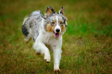 Dog Australian shepherd running through meadow and looking into lens