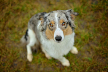 Australian Shepherd dog sitting on meadow in grass meadow and looking sadly into the lens