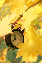 Alarm clock hangs on a branch of an autumn tree among yellow foliage. Concept - Autumn is coming soon.
