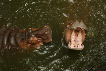 Wildlife Life. Two hippos sit in the water in a pond with an open mouth, catch food from tourists at the zoo