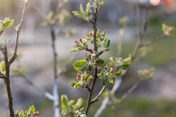 Blooming branch of a young apple tree on a sunset background.