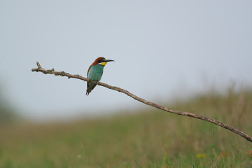 European Bee-Eater - Merops Apiaster on a branch , exotic colorful migratory bird