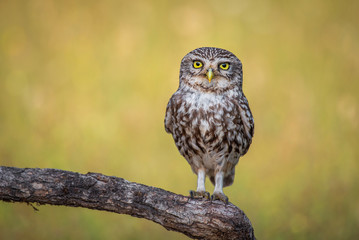 European owlet posing with unfocused spring background