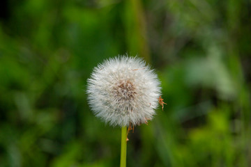 White pretty flowers fluffy dandelion