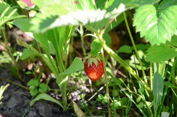 Strawberry berry on a strawberry bush