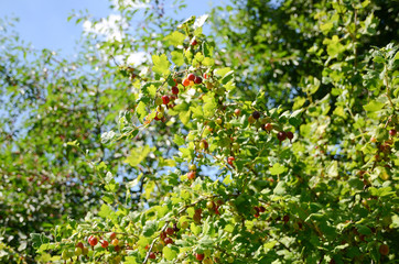 Currant on a bush in the garden