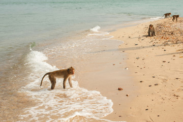Animals and wildlife. A flock of monkeys or macaques on the sandy seashore. A monkey is standing in the waves of the ocean.
