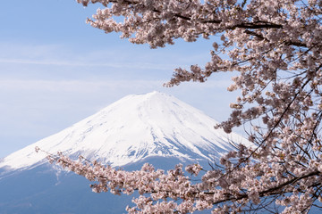 Fuji mountain with snow hat and blue sky looking through pink cherry blossom