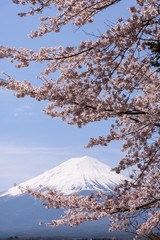 Fuji mountain with snow hat and blue sky looking through pink cherry blossom