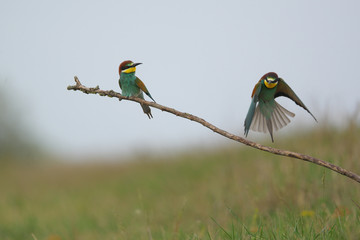 European Bee-Eater - Merops Apiaster on a branch , exotic colorful migratory bird