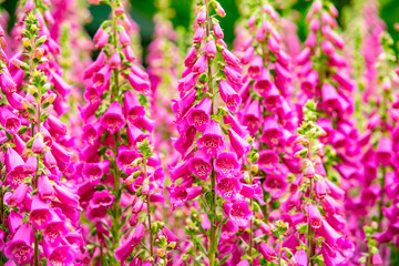 Fototapeta premium 久住の花壇